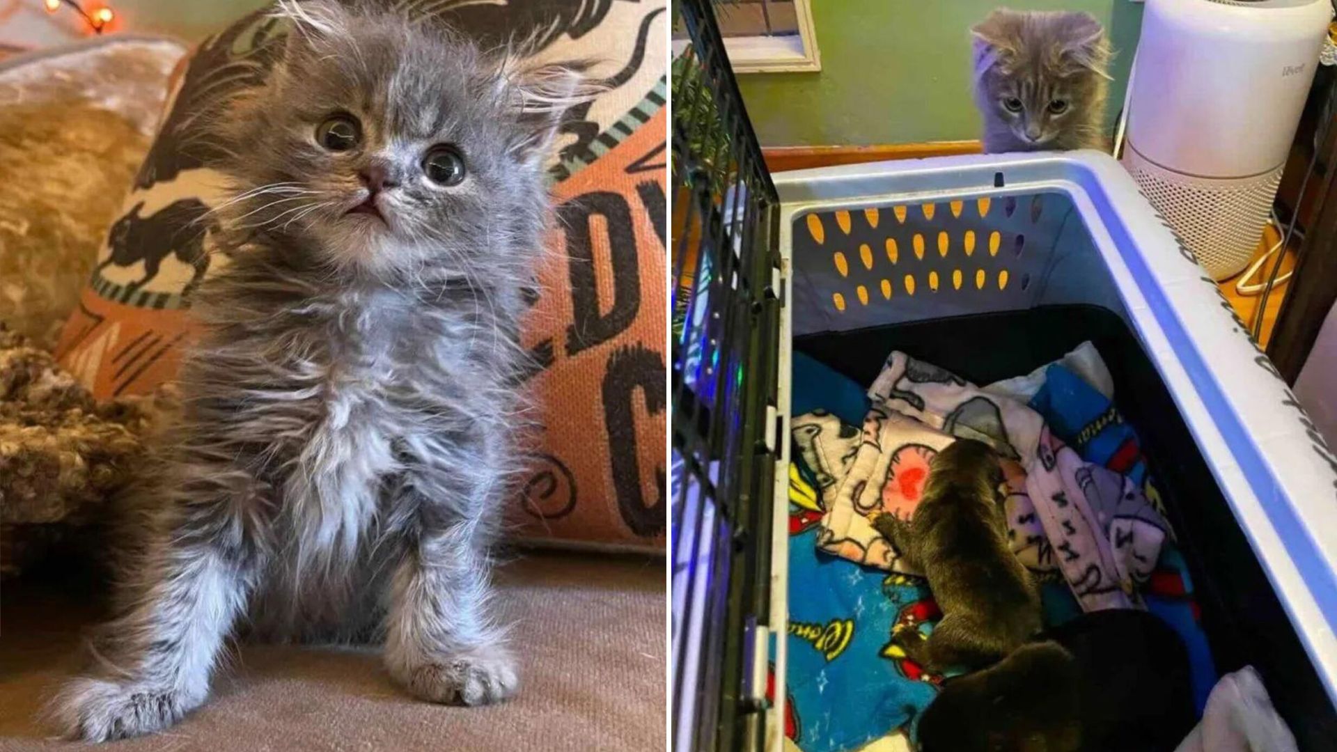 lavender kitten fostering puppies