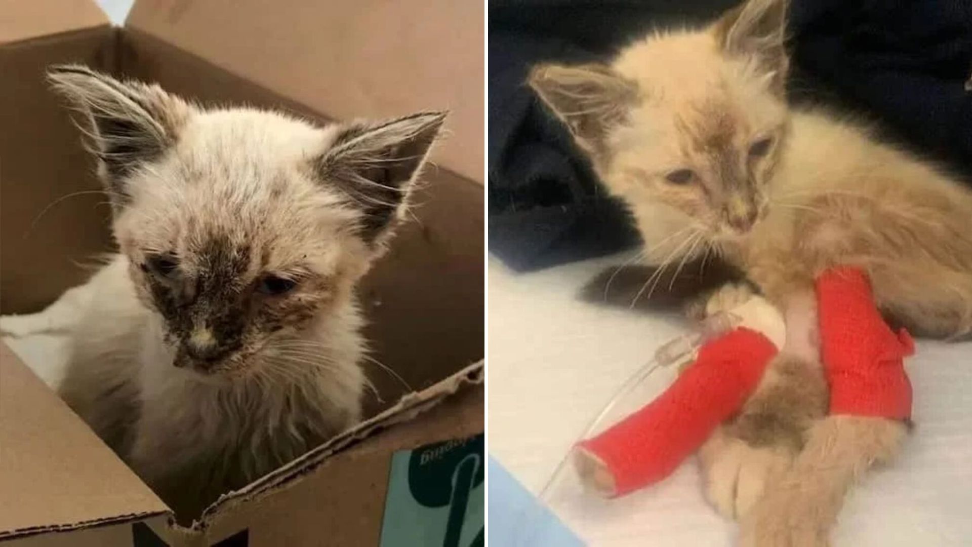 abandoned cat dinah