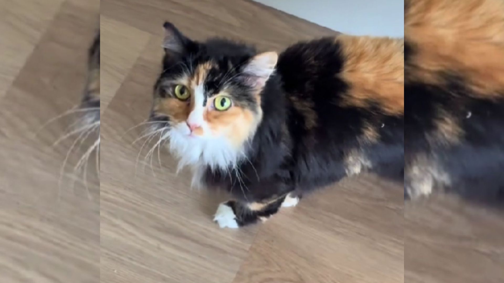 woman thinks cat deaf