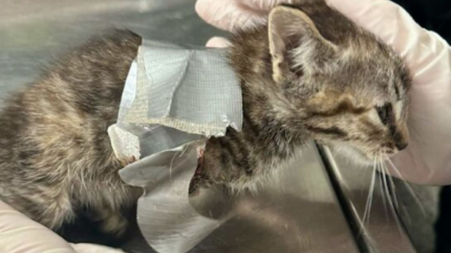 kitten wrapped in duct tape
