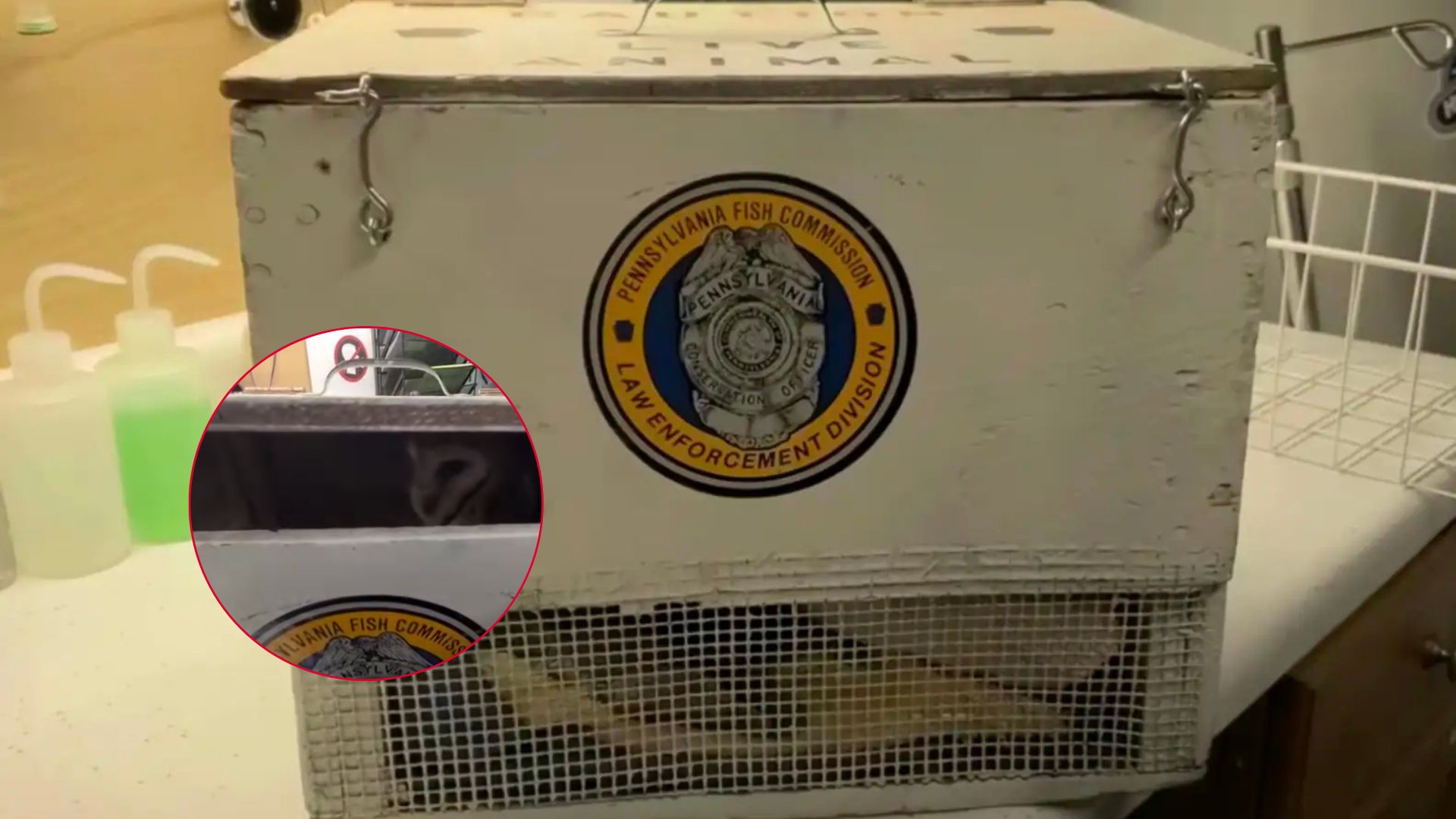 PA Wildlife Center Shocked To Receive A Strange Box With ‘Deafening’ Sounds Coming From Inside