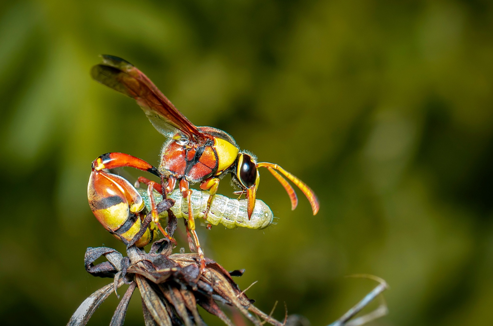 Paper Wasp