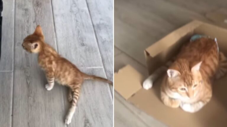 simba paralyzed cat
