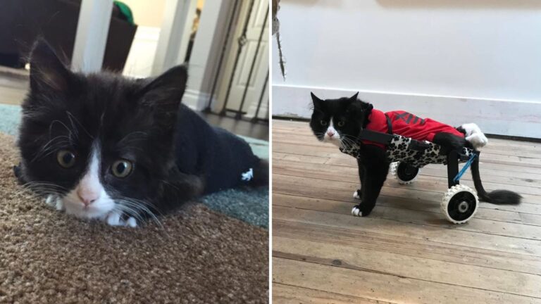 paralyzed kitten gets wheelchair