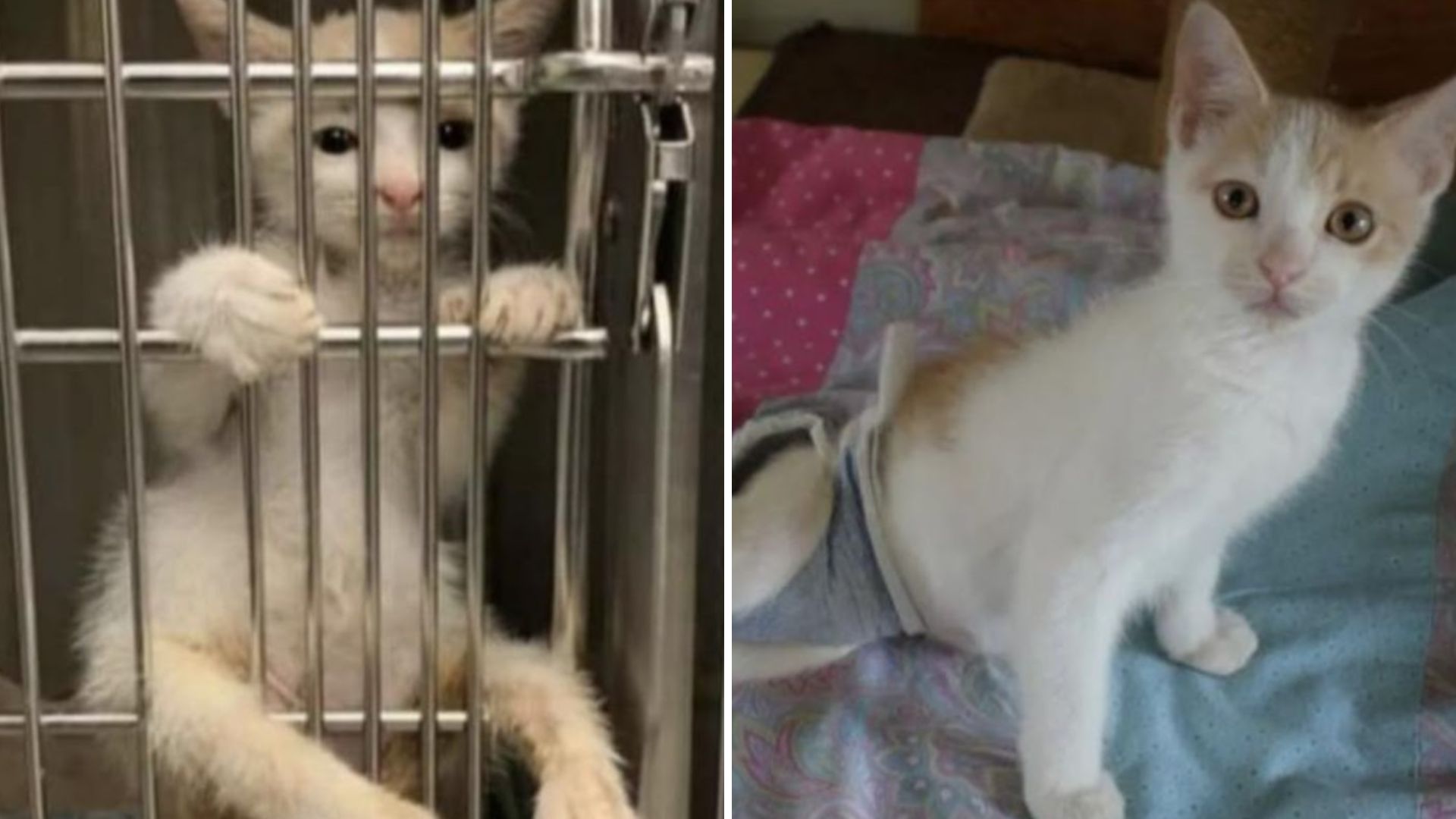 cat paralyzed