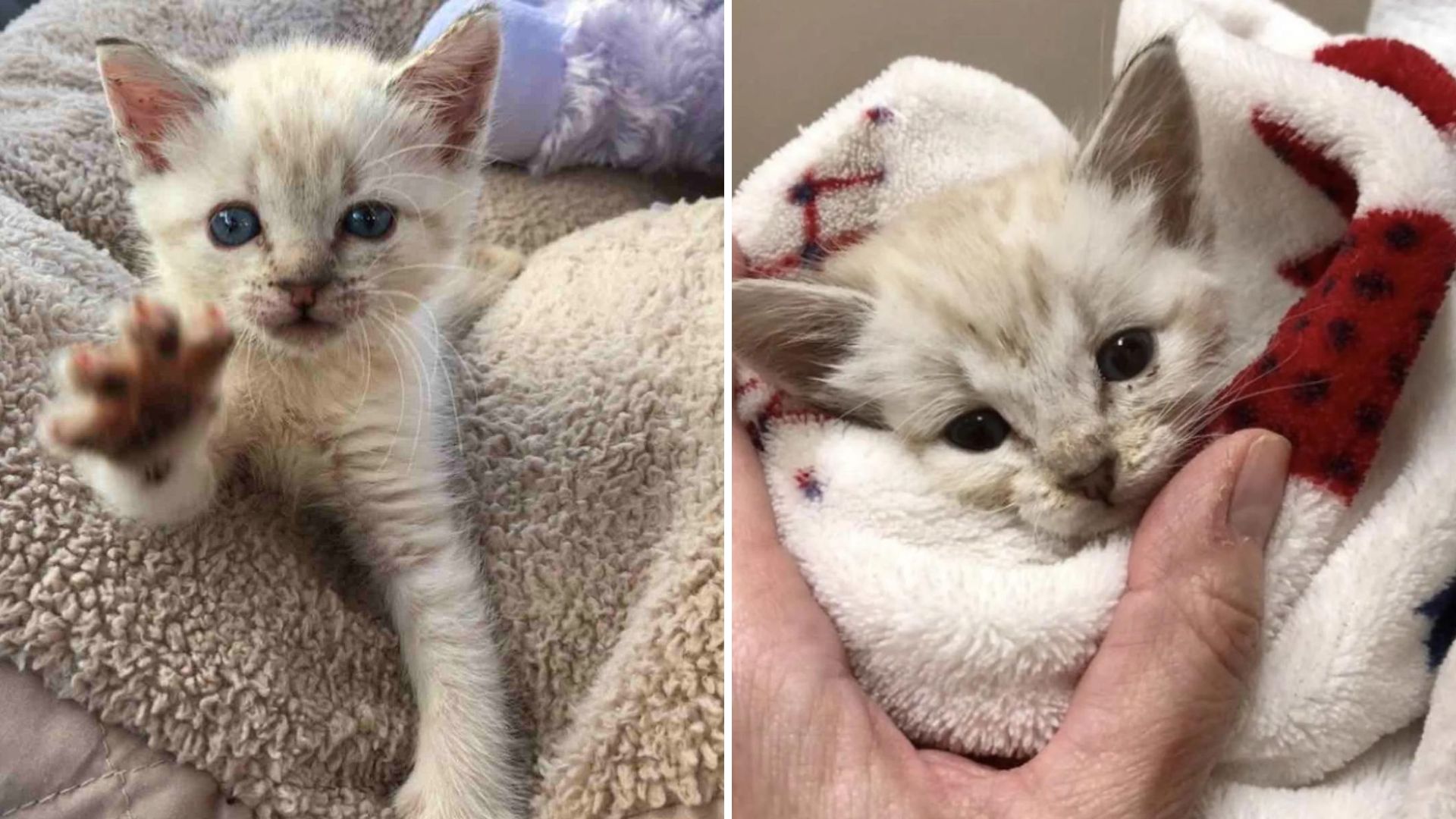 harpurr the paralyzed kitten found
