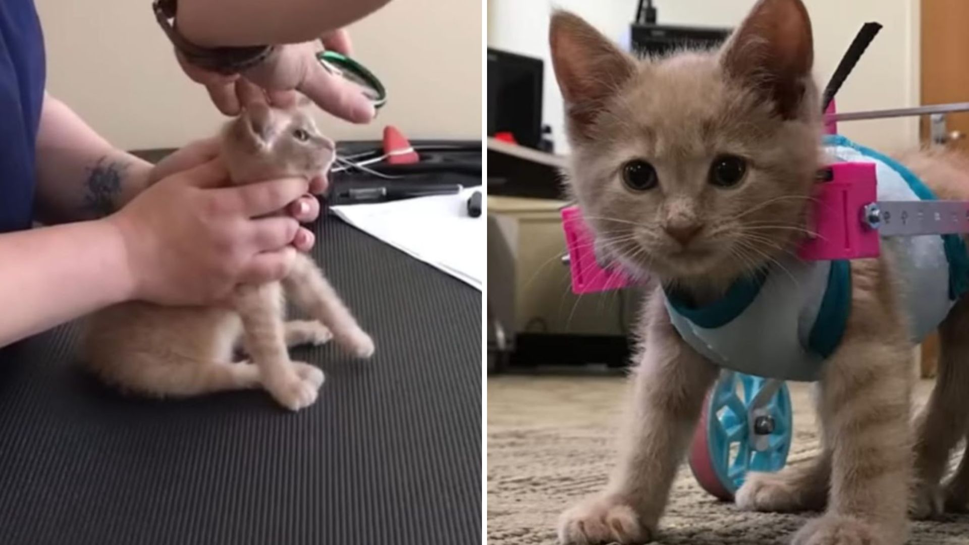 Paralyzed Kitten