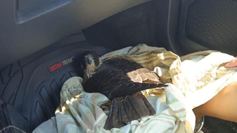friends rescue peregrine falcon