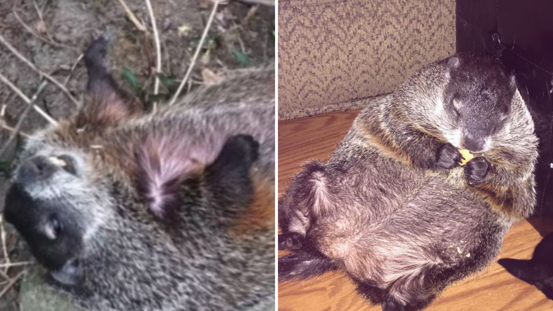 woman rescues blind woodchuck