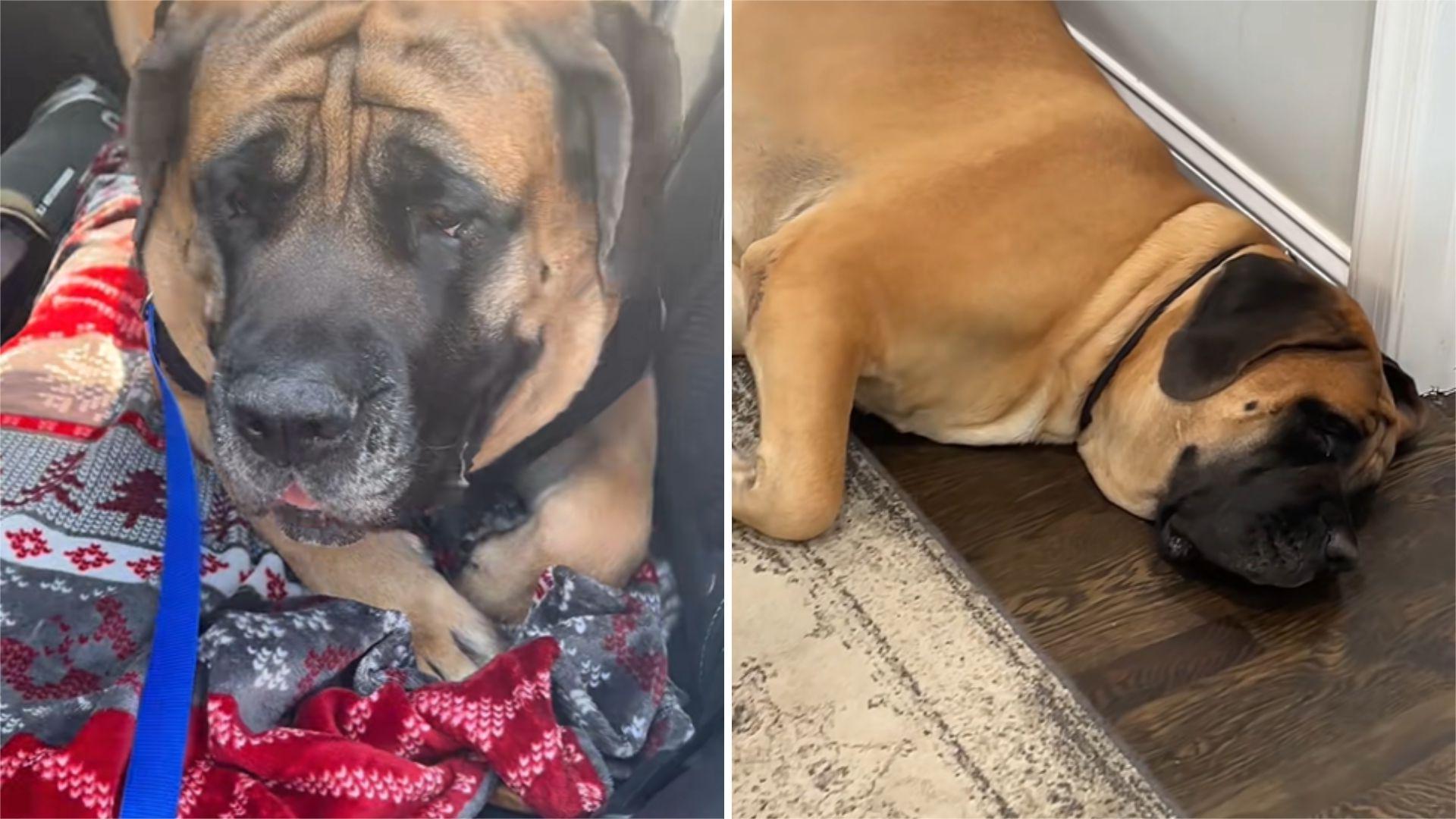 sad big dog