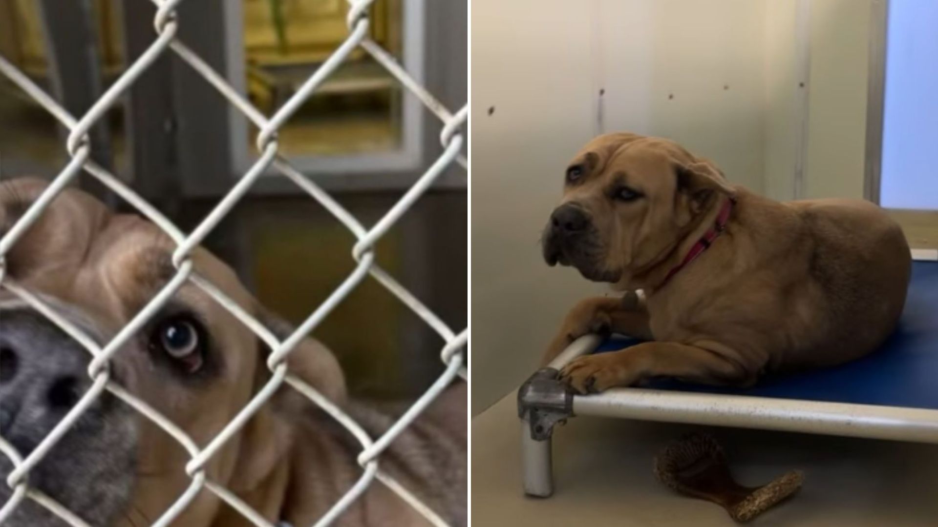 shelter dog keeps being overlooked
