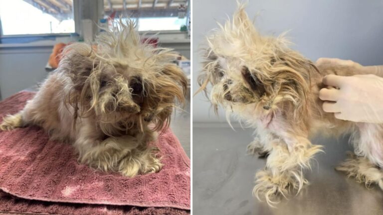 shelter transforms badly matted pup
