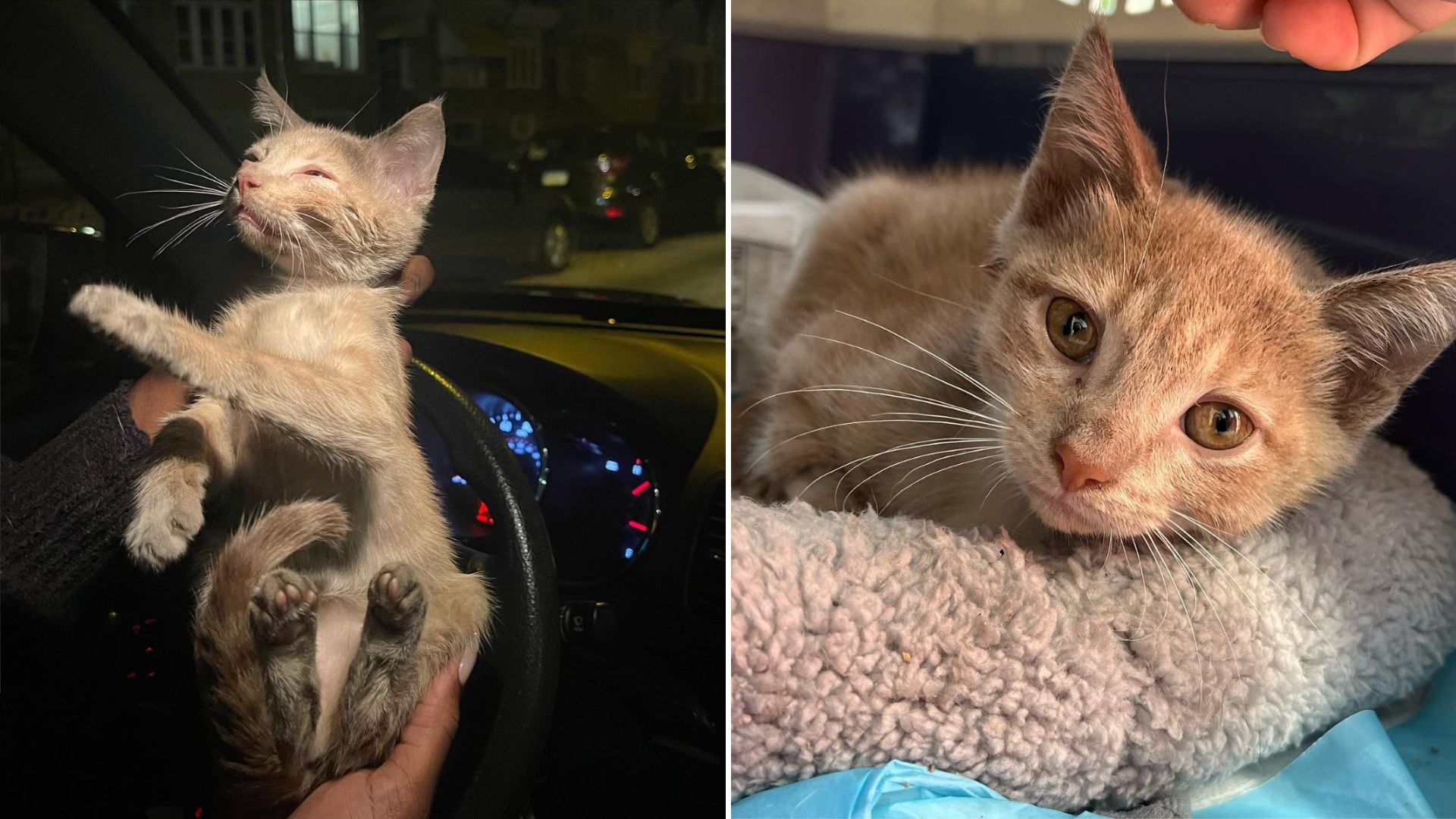 little poor kitten