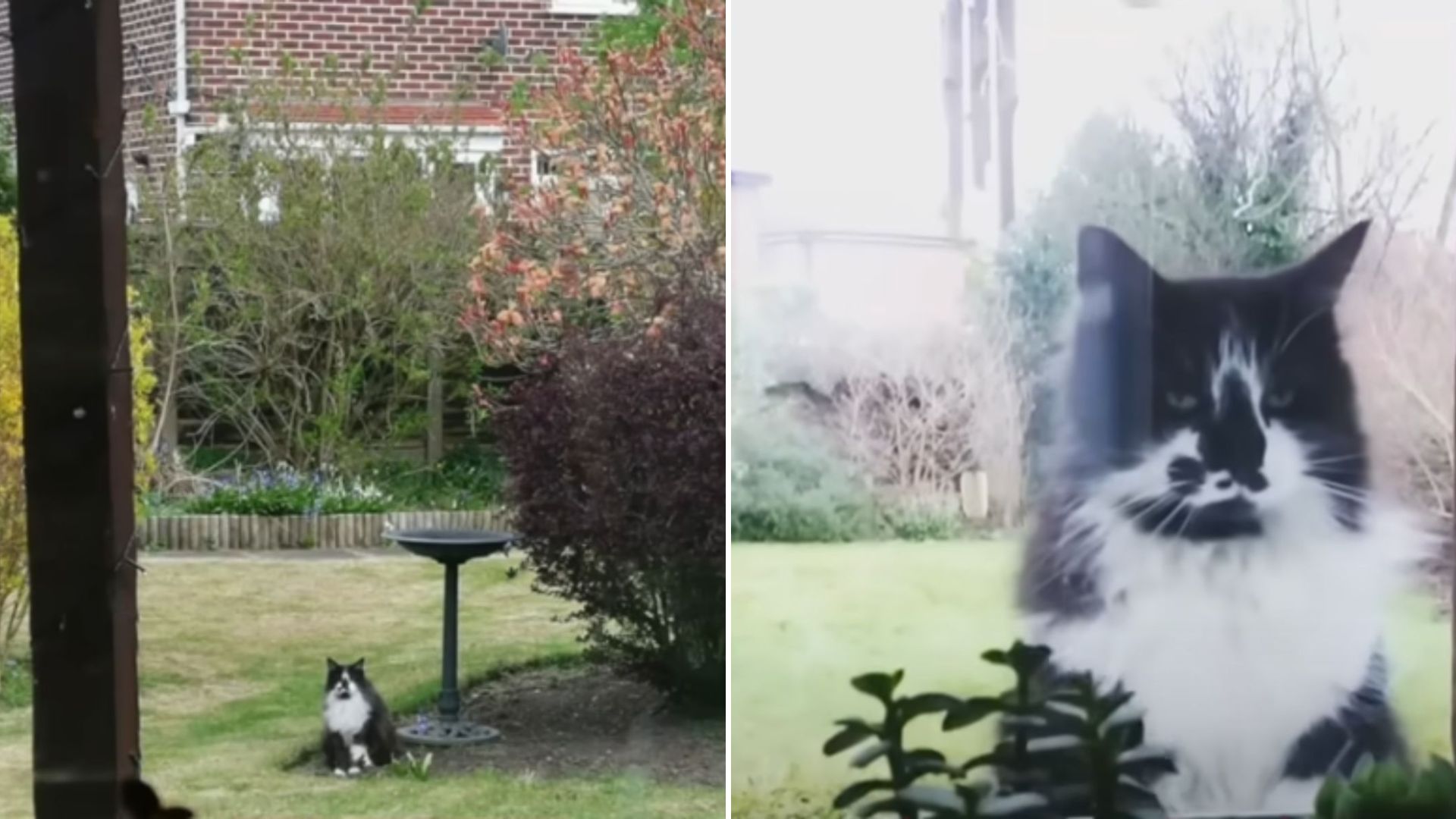 cat in the yard