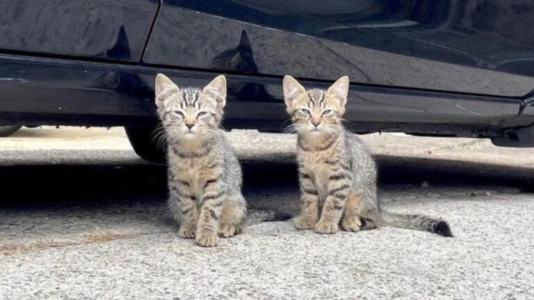 twin kittens on the street