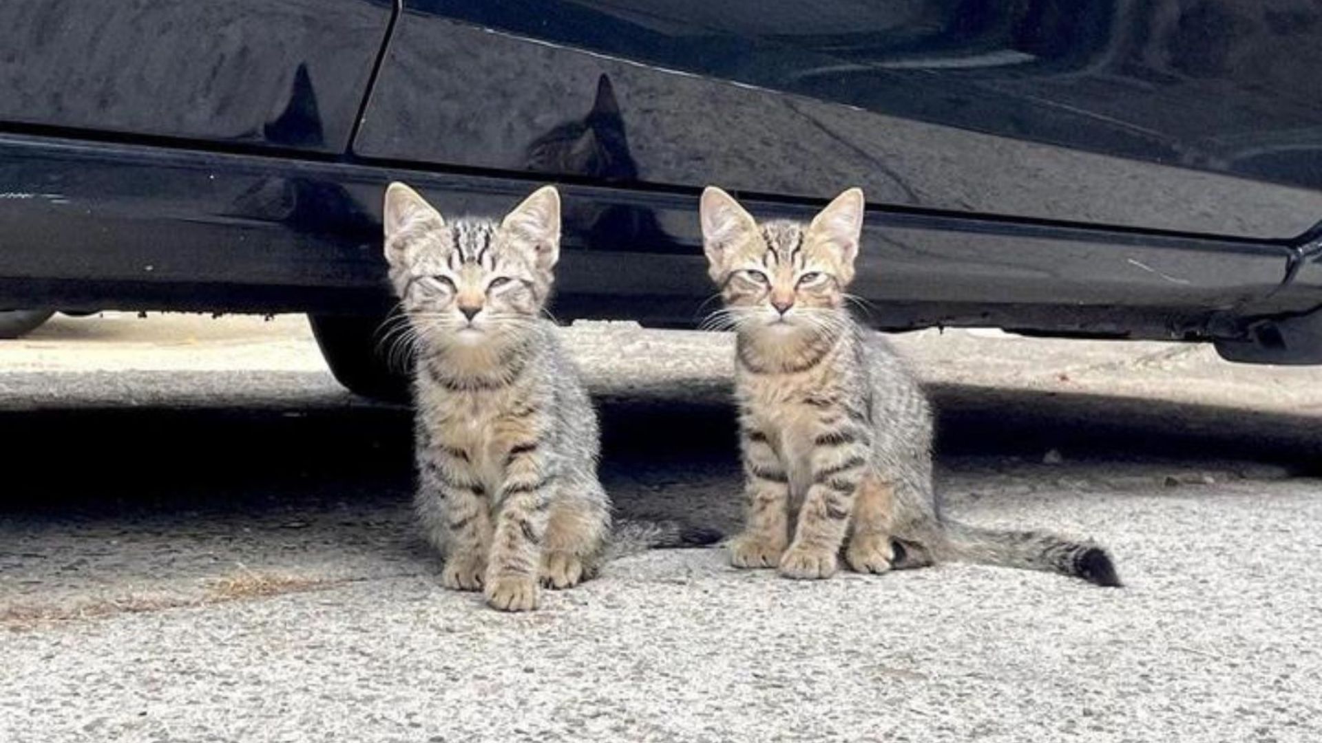 twin kittens on the street