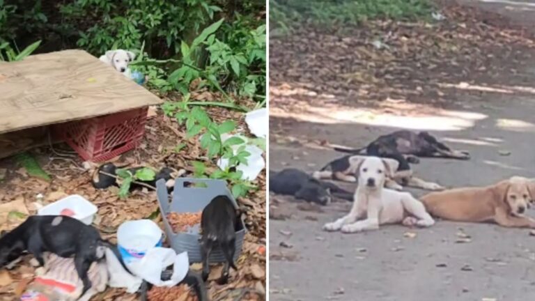 rescuer finds pile of puppies by roadside