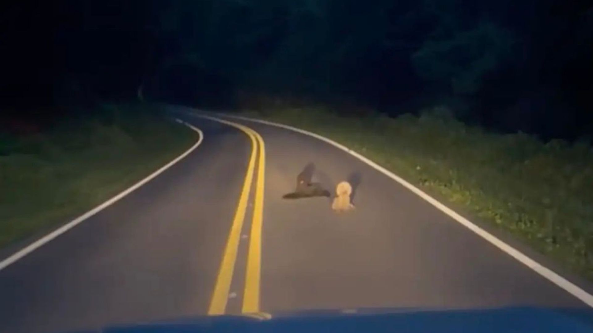 poodle sisters abandoned at dumping ground