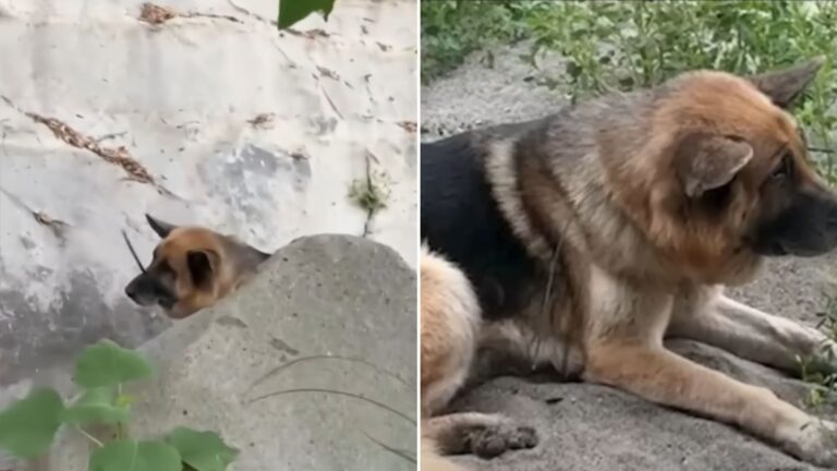 dog with zip ties around his neck and mouth