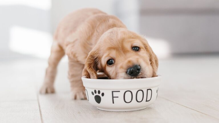 dog food recalled for salmonella risk