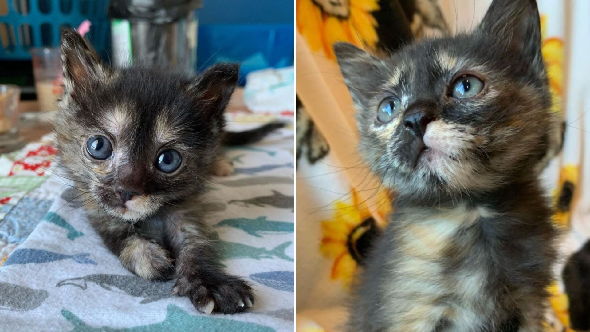 kitty survived taxoplasmosis