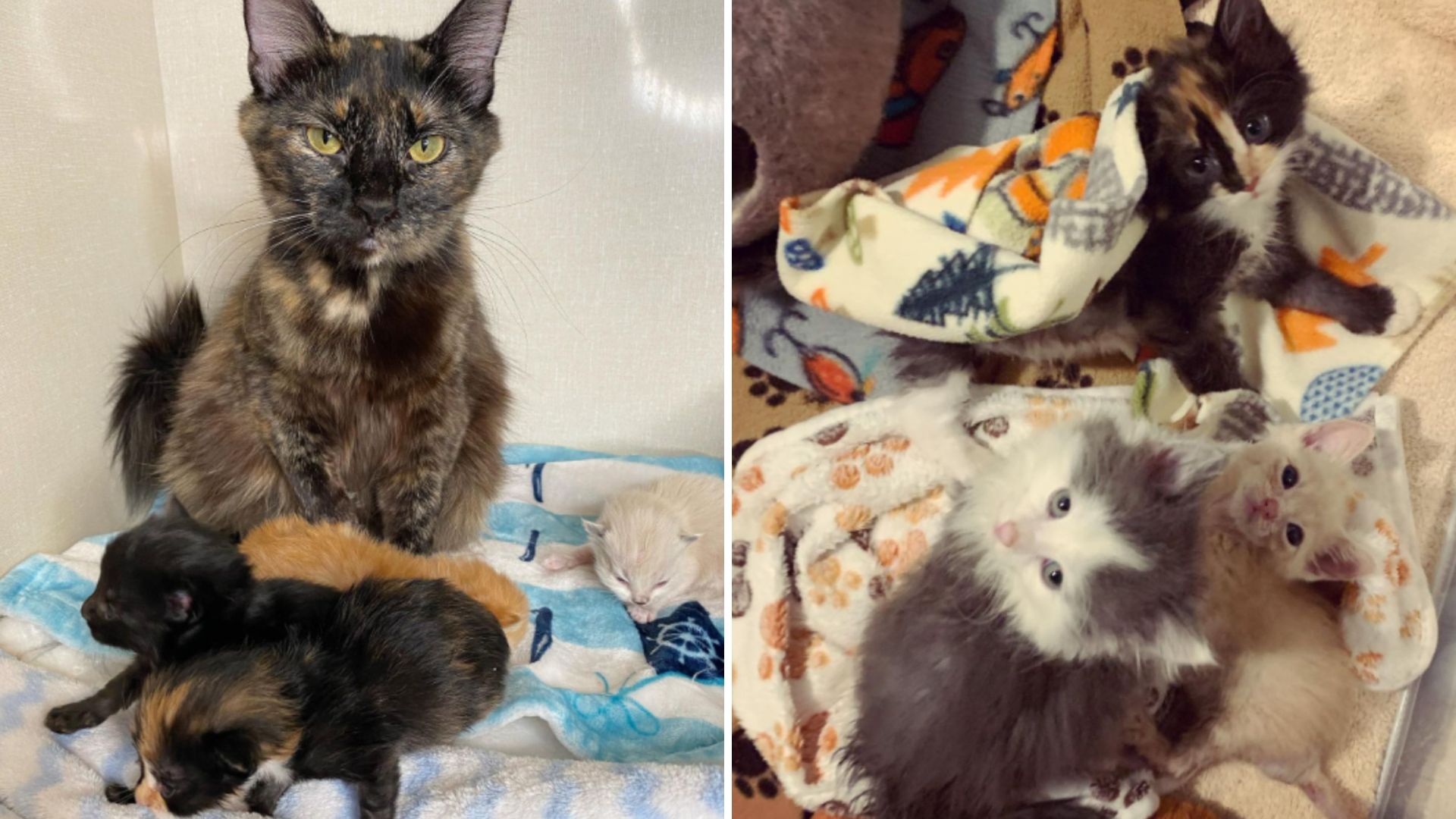 kittens fatal disease