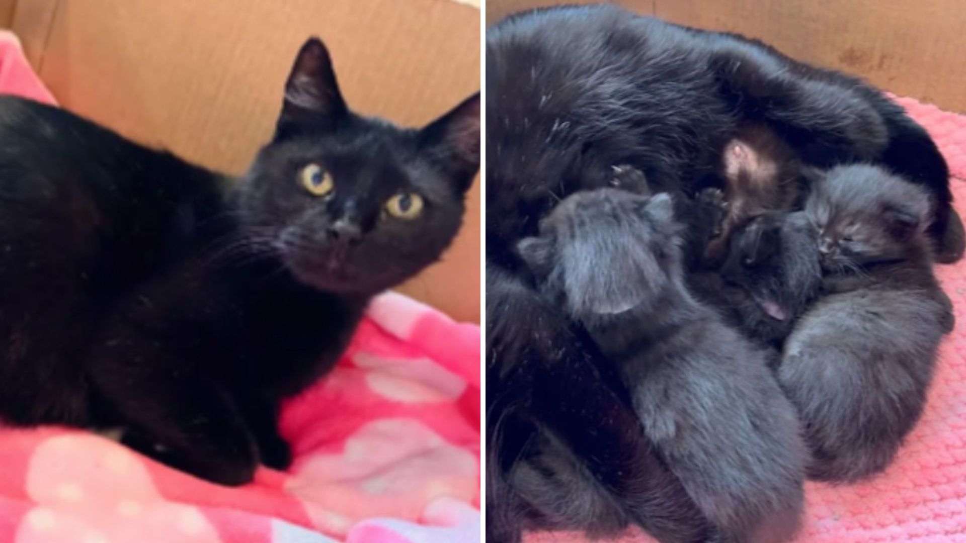 Pregnant Cat Travels Across States To Reach Colorado And Welcome Her Kittens