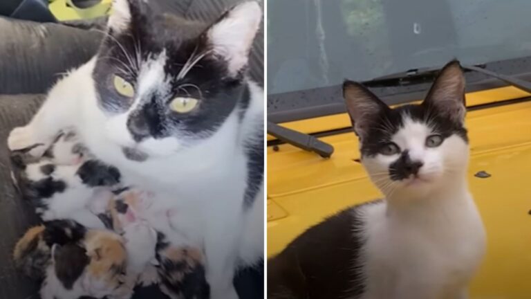 cat in jeep