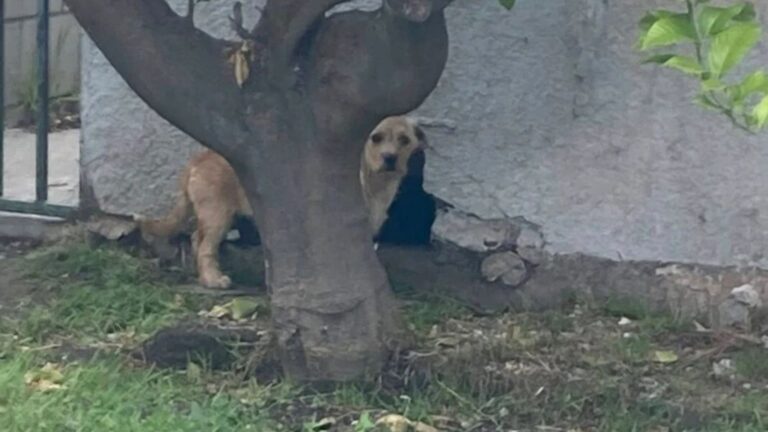 dog hiding under house