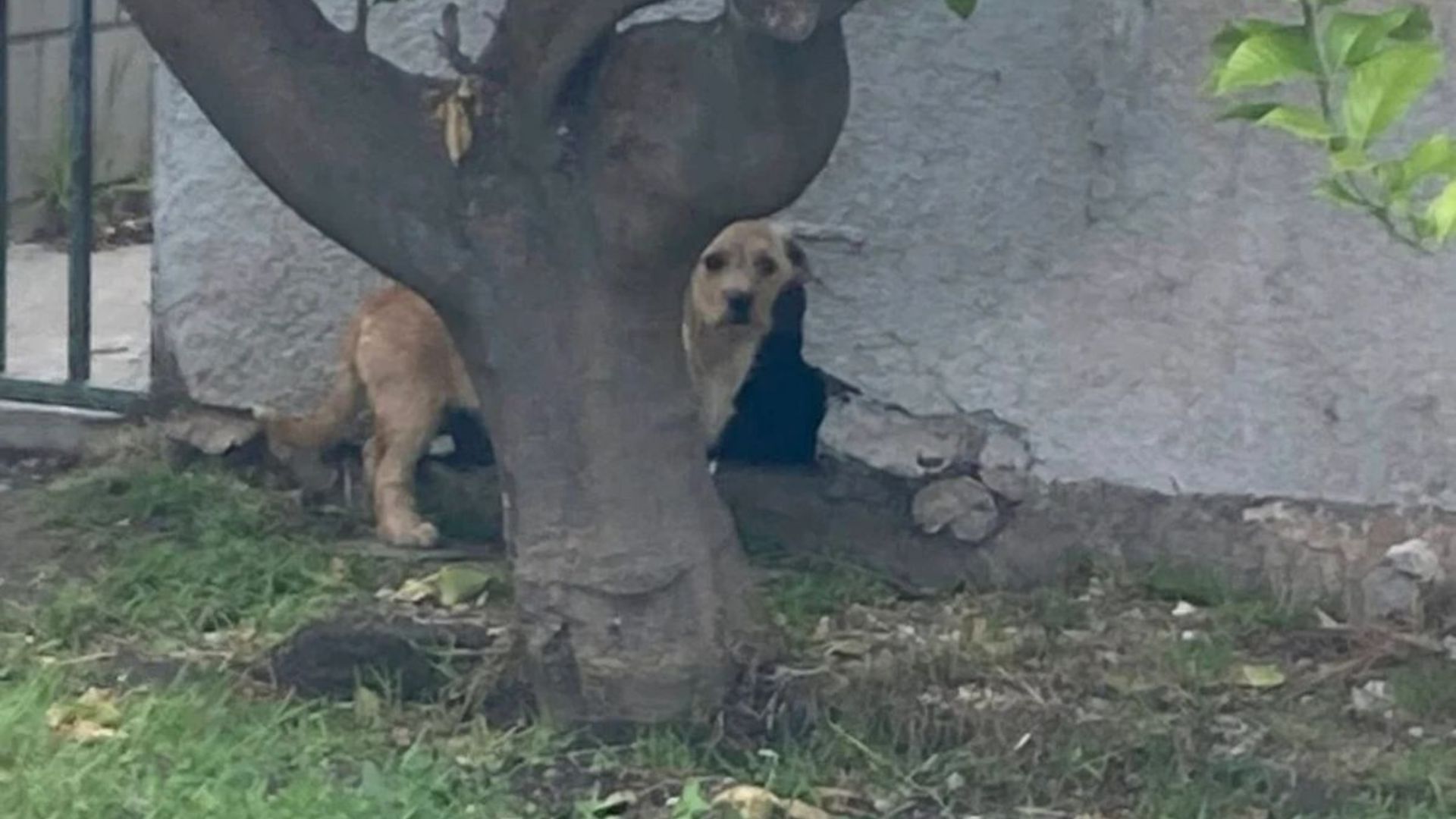 dog hiding under house