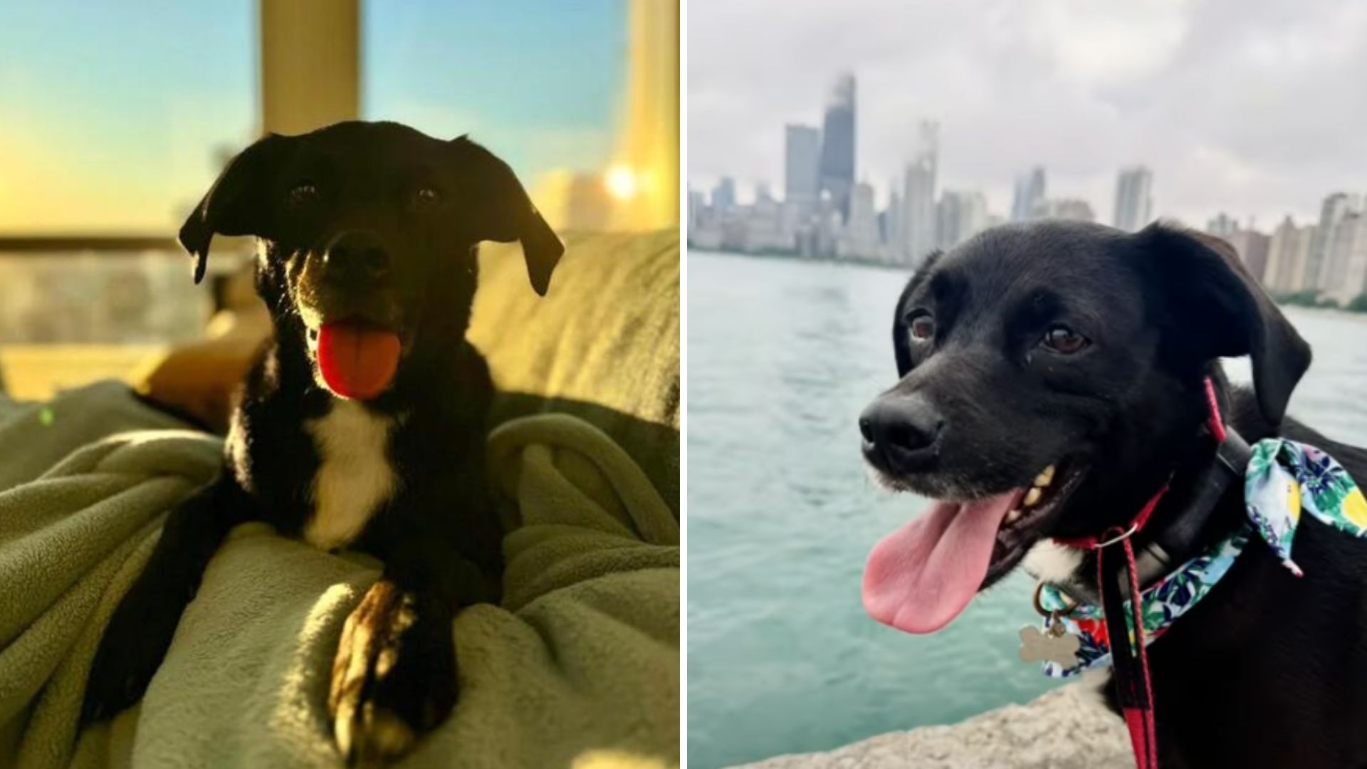 pup escapes chicago doggy daycare
