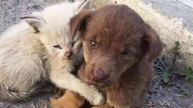 abandoned puppy and a kitten