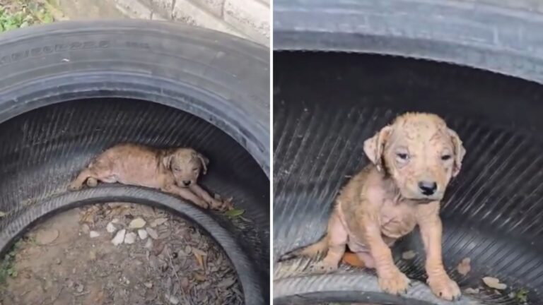 puppy in terrible shape