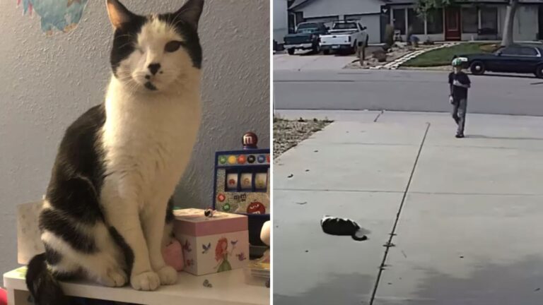 one eyed cat
