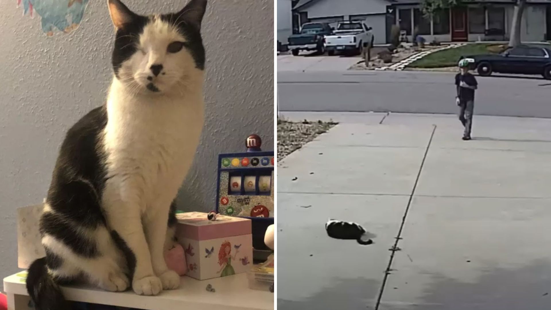 one eyed cat