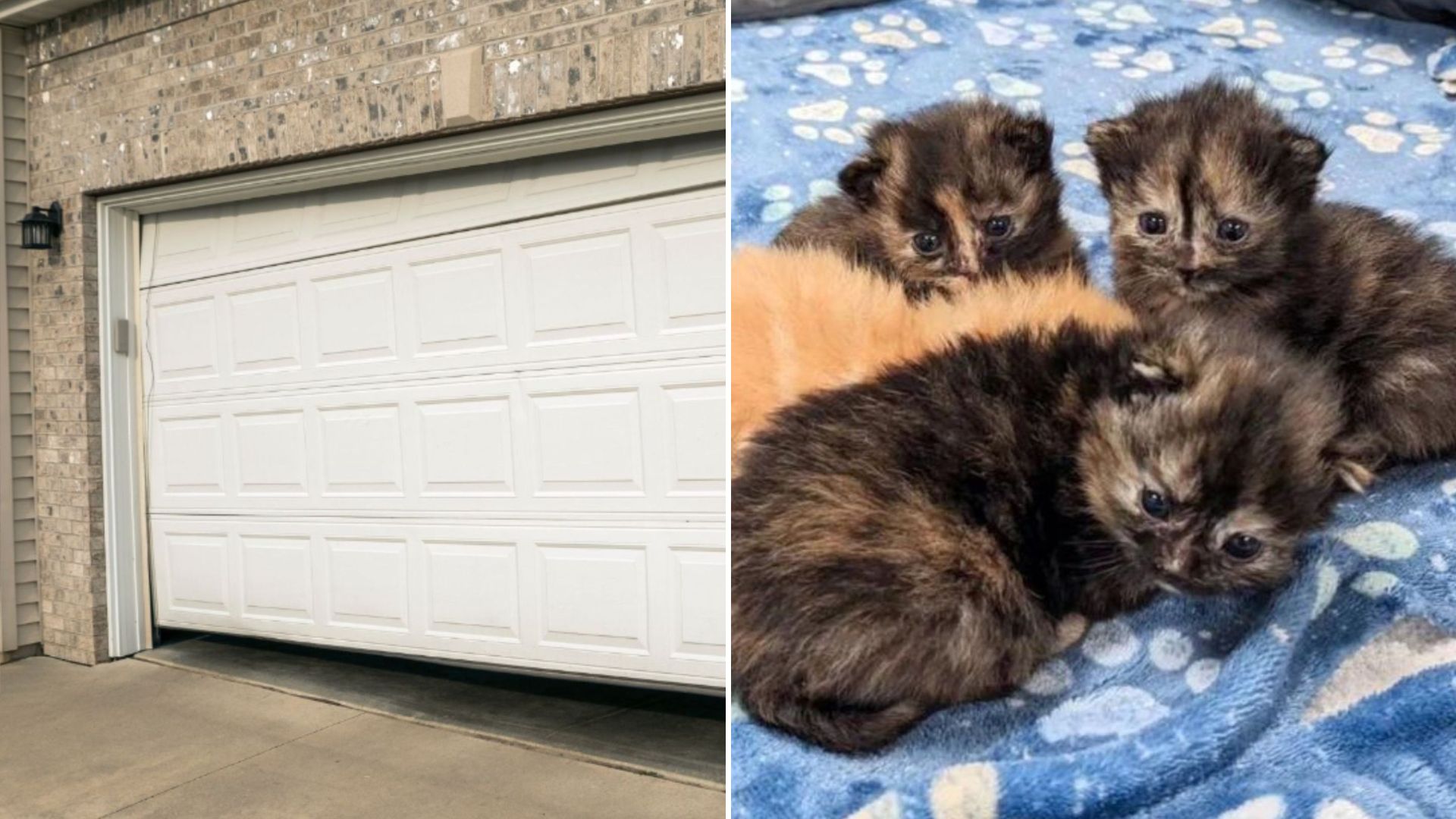Random Cat Hides Something Precious Inside Michigan Homeowners Garage
