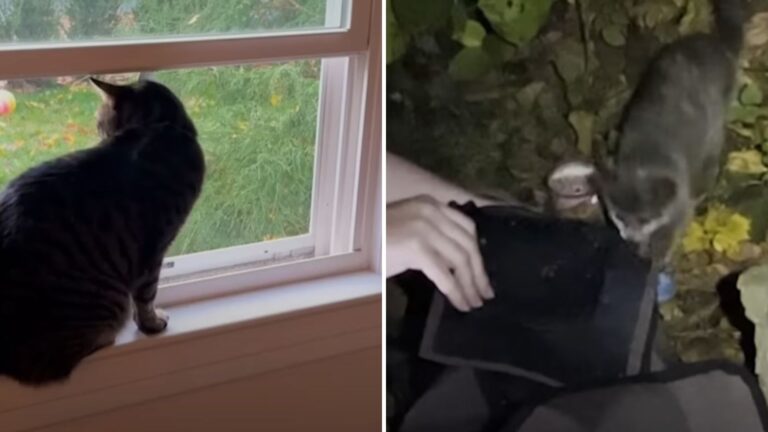 house cat and stray kittens