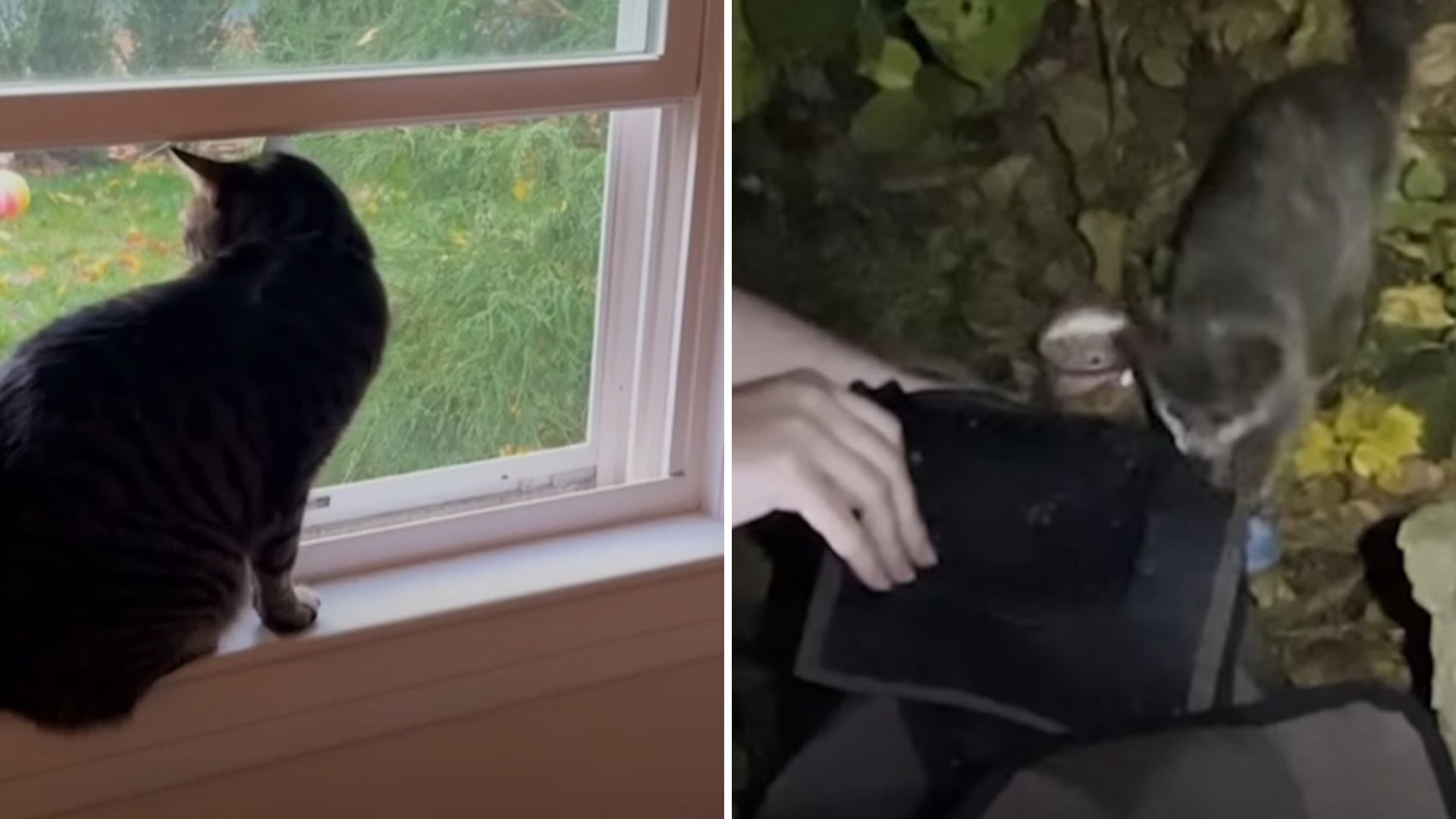 house cat and stray kittens