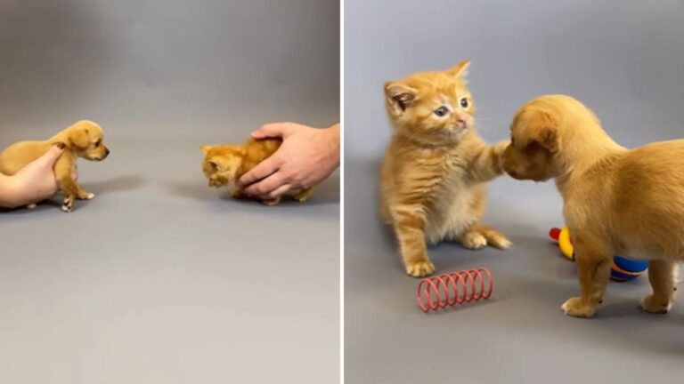 rescued puppy and kitten