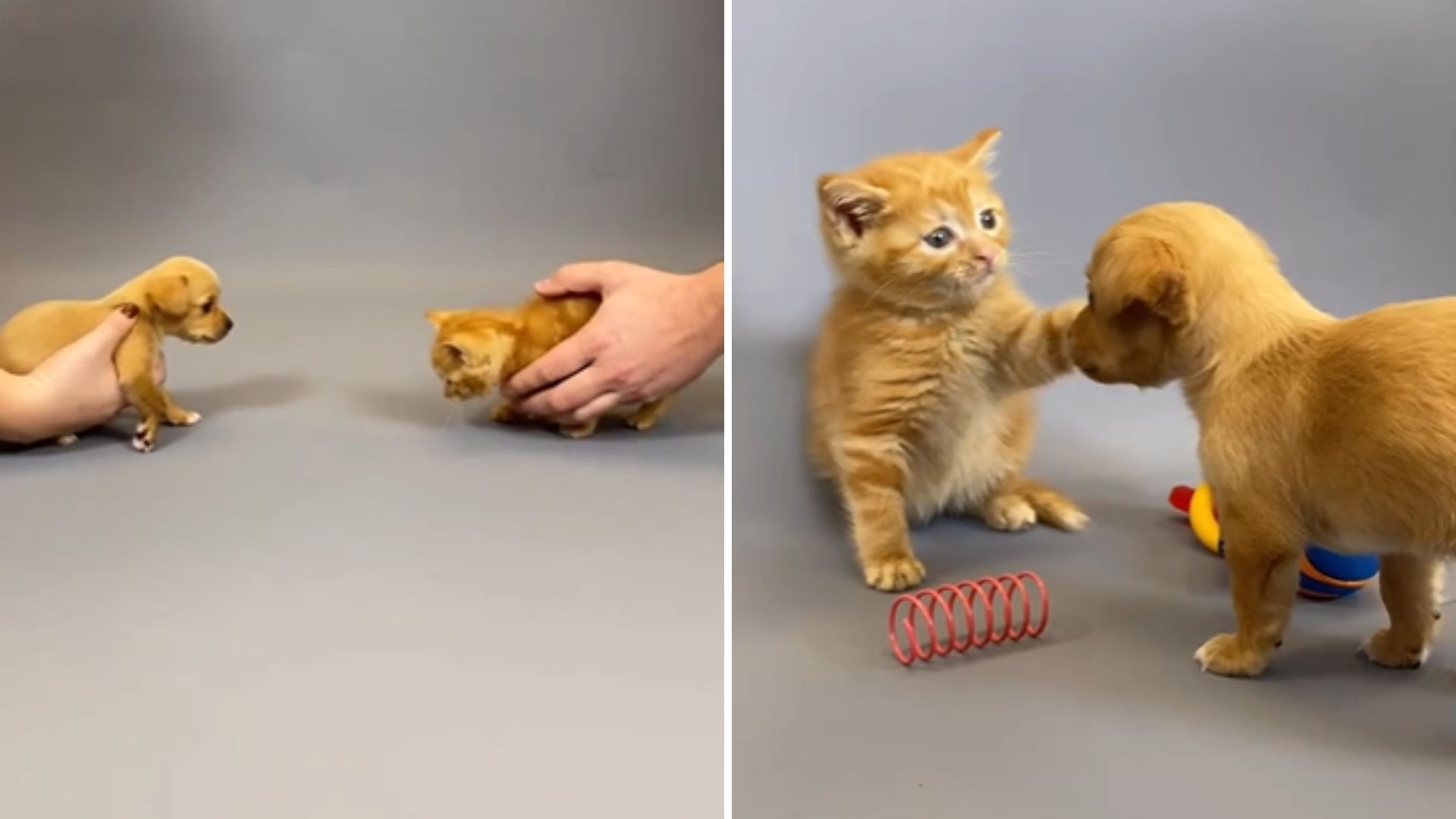 rescued puppy and kitten