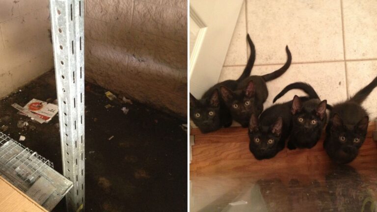 rescuer saves cat and newborns