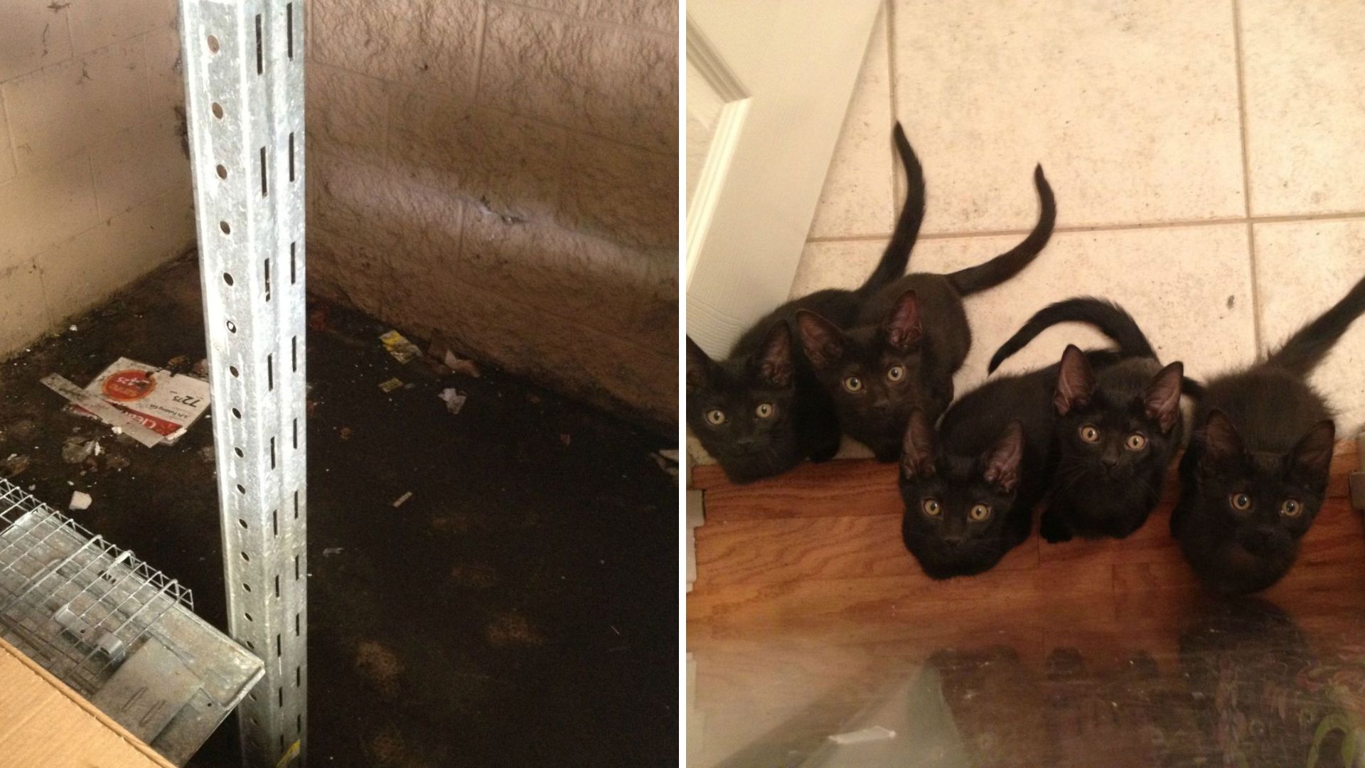 rescuer saves cat and newborns