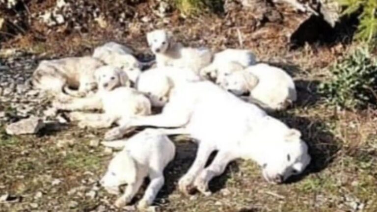 mama dog tied in woods with puppies
