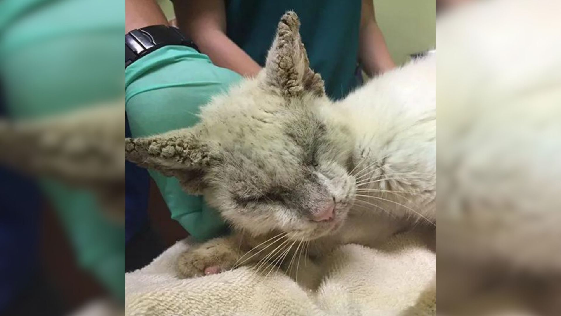 cat regains sight