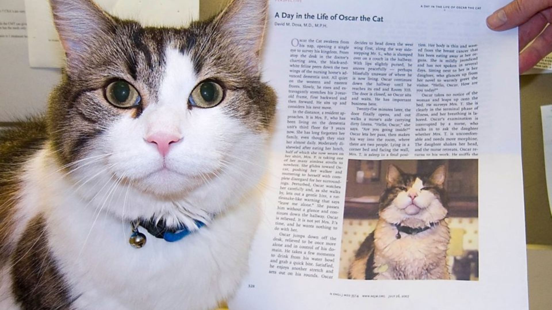 special cat