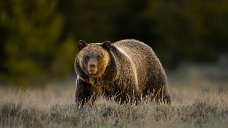 Yellowstone Grizzlie