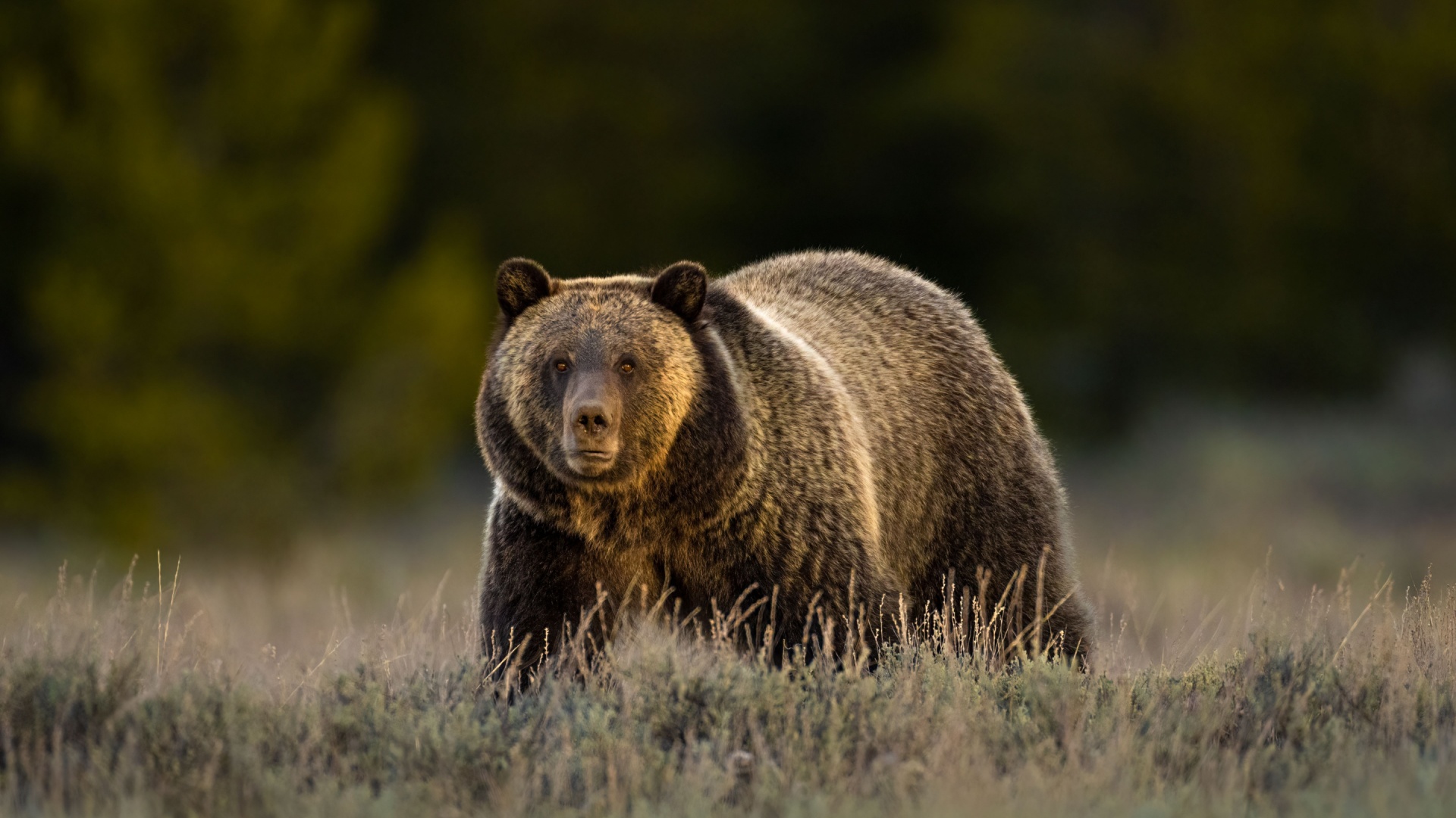 Yellowstone Grizzlie