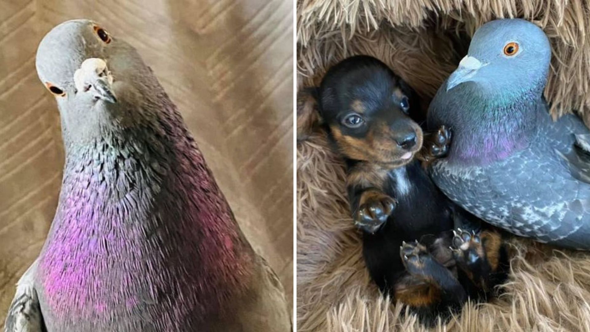 pigeon takes on the role of foster