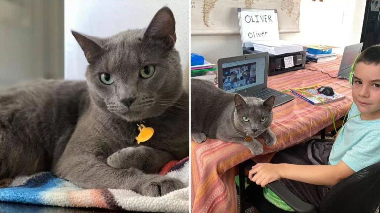 Sad Shelter Cat