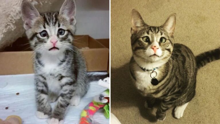 kitten with worried eyes